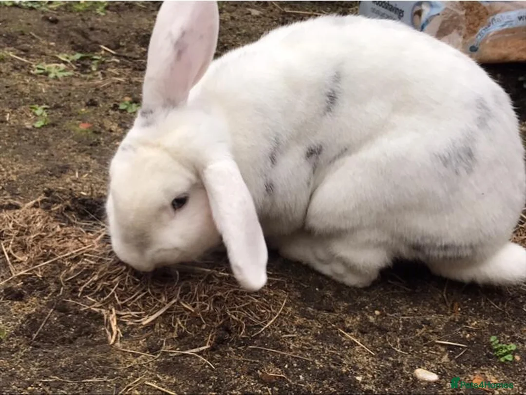 Mini Lop rabbits for sale: Rabbit for sale in Rochester - Advert 4