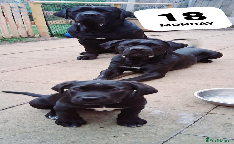 Cane Corso dogs - Advert 6
