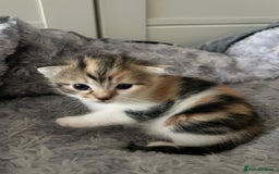 Mixed Breed cats for sale: 3 mixed breed kittens available - Image 5