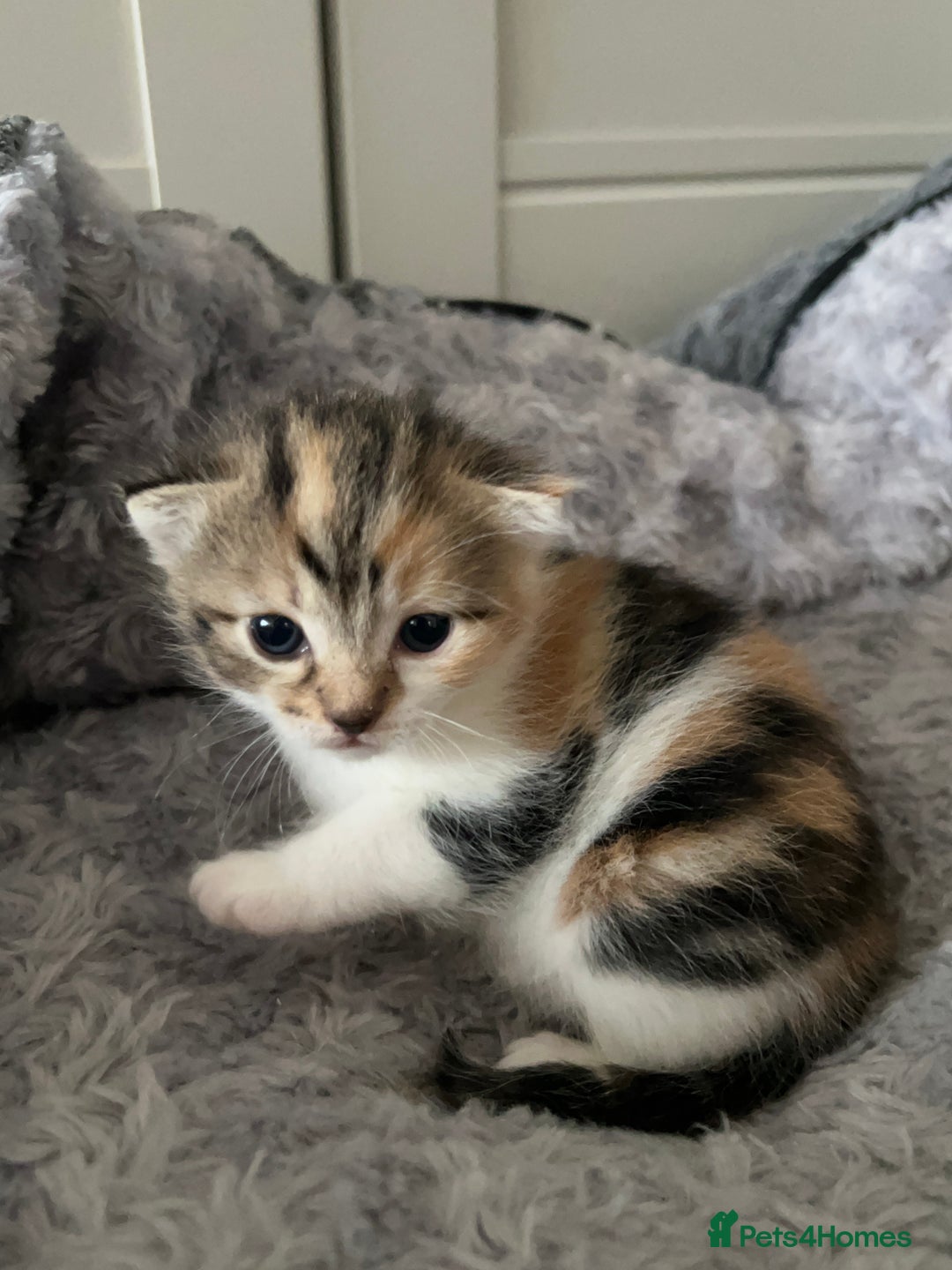 Mixed Breed cats for sale: 3 mixed breed kittens available - Image 5
