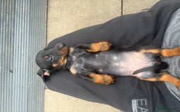 Dachshund dogs for sale: DACHSHUND PUPPY’S - Image 5
