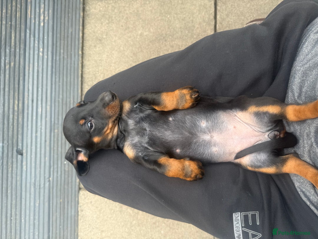 Dachshund dogs for sale: DACHSHUND PUPPY’S - Image 5