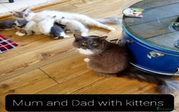 Ragdoll cats for sale: Maincoon ×Ragdoll (Ragcoon) kittens  - Image 13
