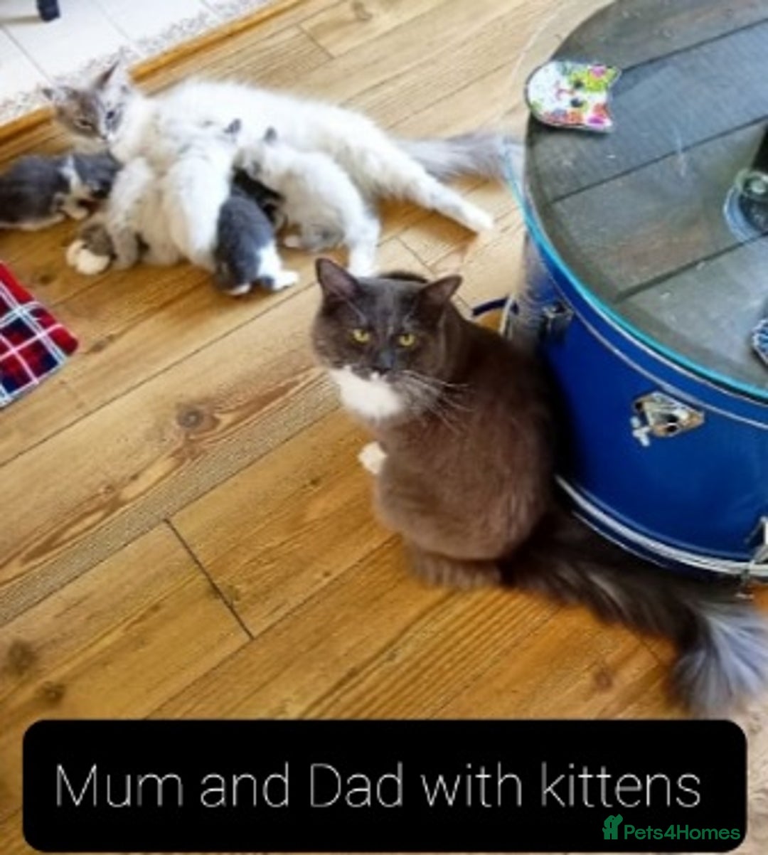 Ragdoll cats for sale: Maincoon ×Ragdoll (Ragcoon) kittens  - Image 13