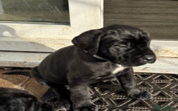 Cane Corso dogs for sale: Pure cane corso puppies  - Advert 6