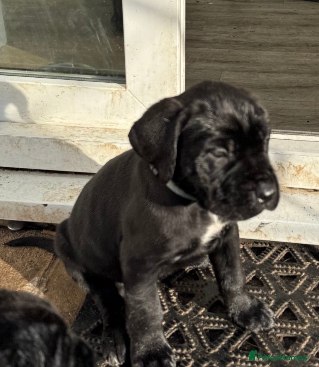 Cane Corso dogs for sale: Pure cane corso puppies  - Advert 6