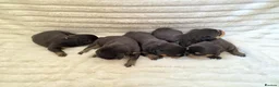 Rottweiler dogs for sale: Healthy & Chunky Family Raised Rottweiler Puppies - Advert 4