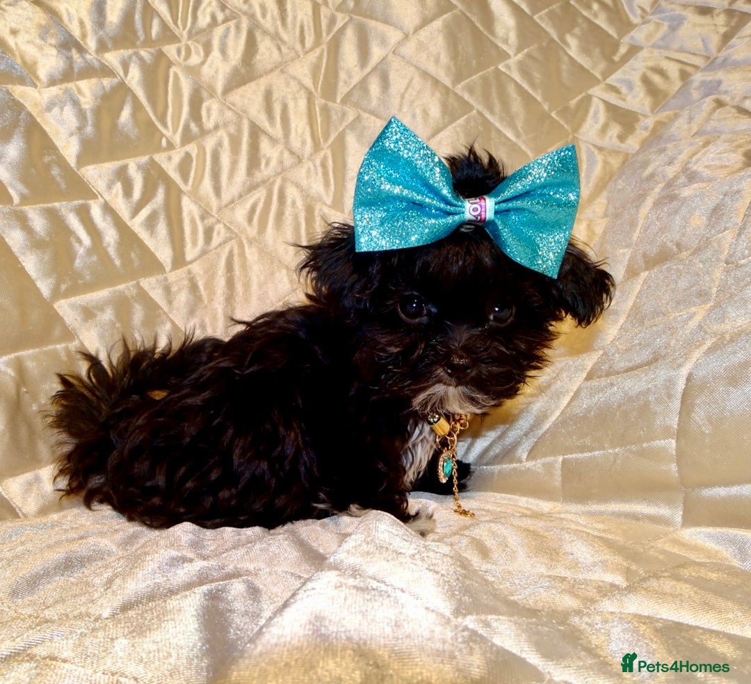 Maltipoo dogs for sale: **Micro Tiny F1 Maltese x Toy Poodle Maltipoo Pup* - Advert 4