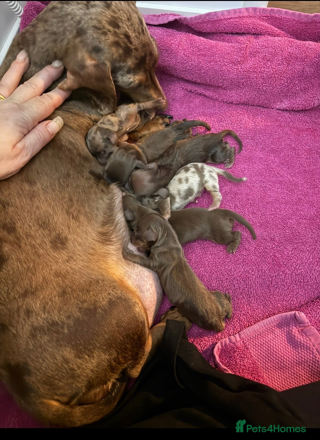 Dachshund dogs Kc registered miniature smooth daschunds  - Advert 1