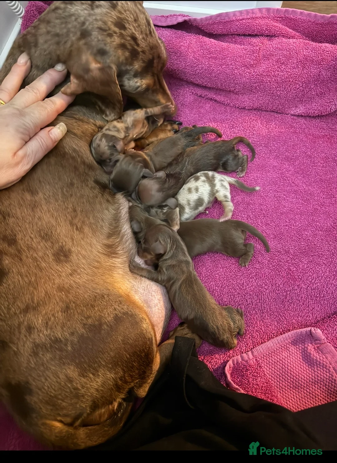 Dachshund dogs for sale: Kc registered miniature smooth daschunds  - Advert 1