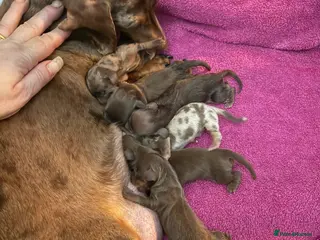 Dachshund dogs Kc registered miniature smooth daschunds - Advert 1