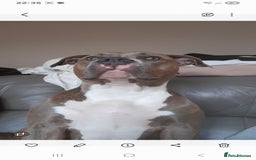 Mixed Breed dogs for sale: Coco / Mrs pop - Image 7