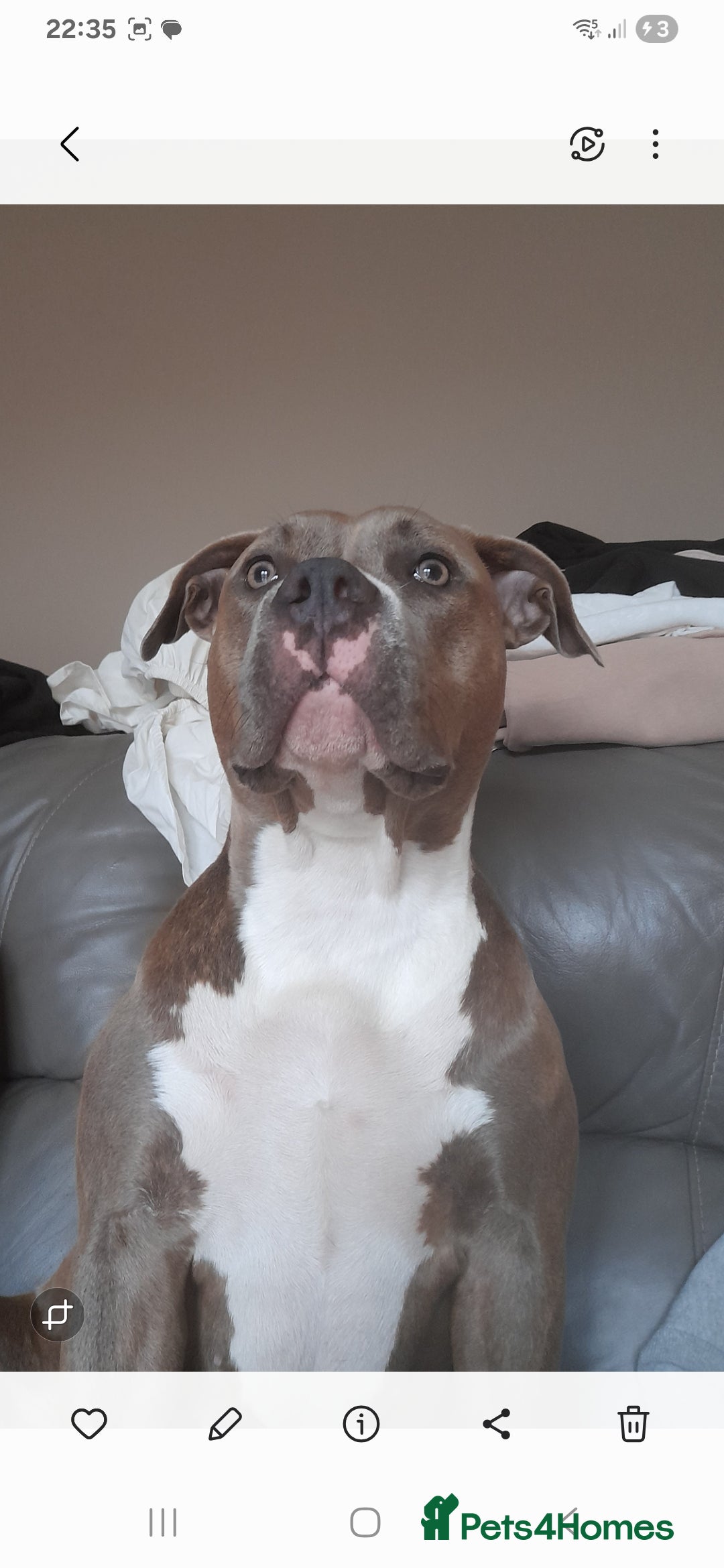 Mixed Breed dogs for sale: Coco / Mrs pop - Image 7
