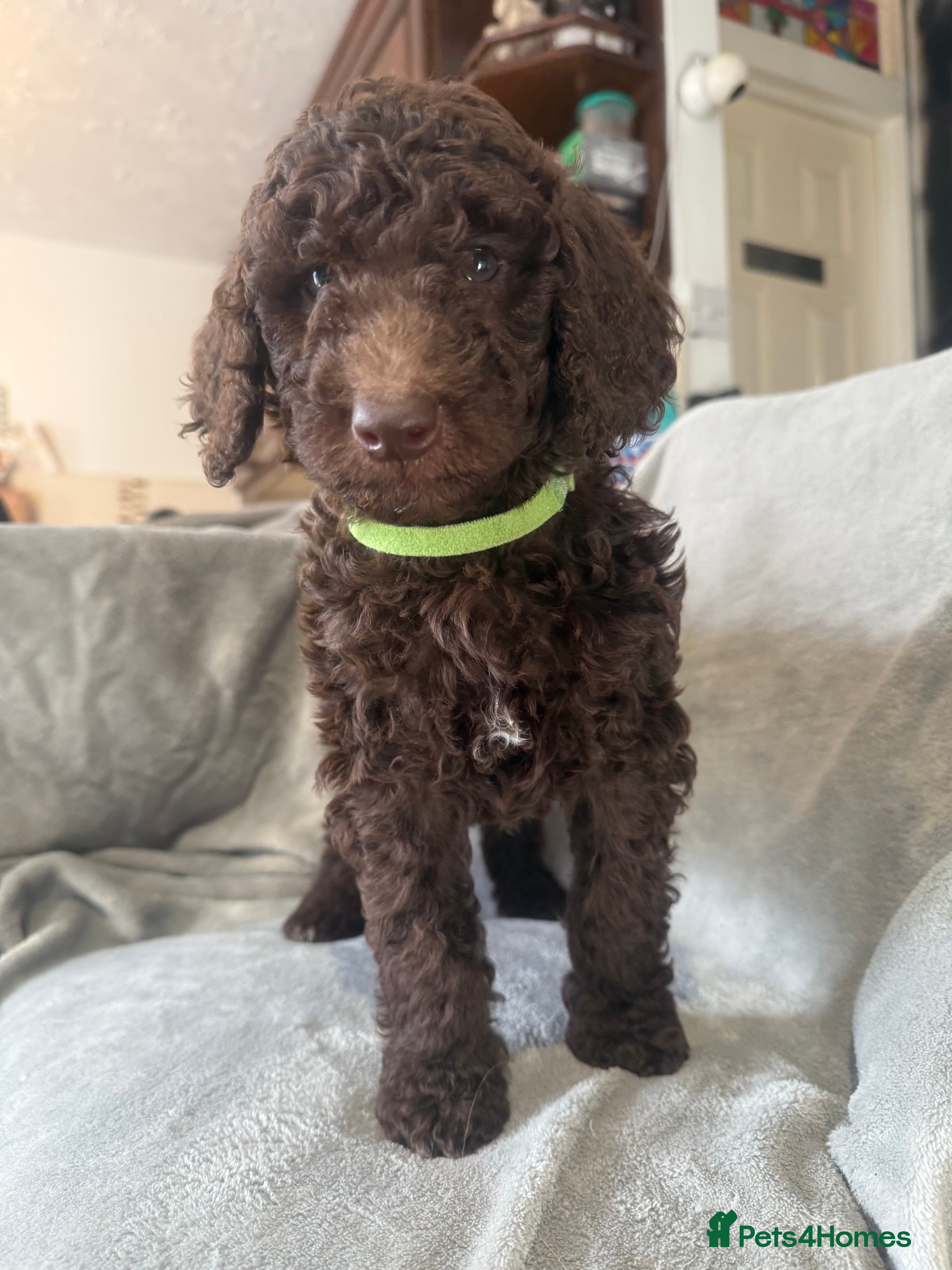 Standard Poodle dogs Standard poodle puppies  - Advert 4