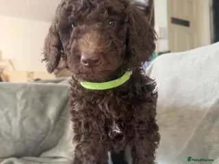 Standard Poodle dogs Standard poodle puppies - Advert 4