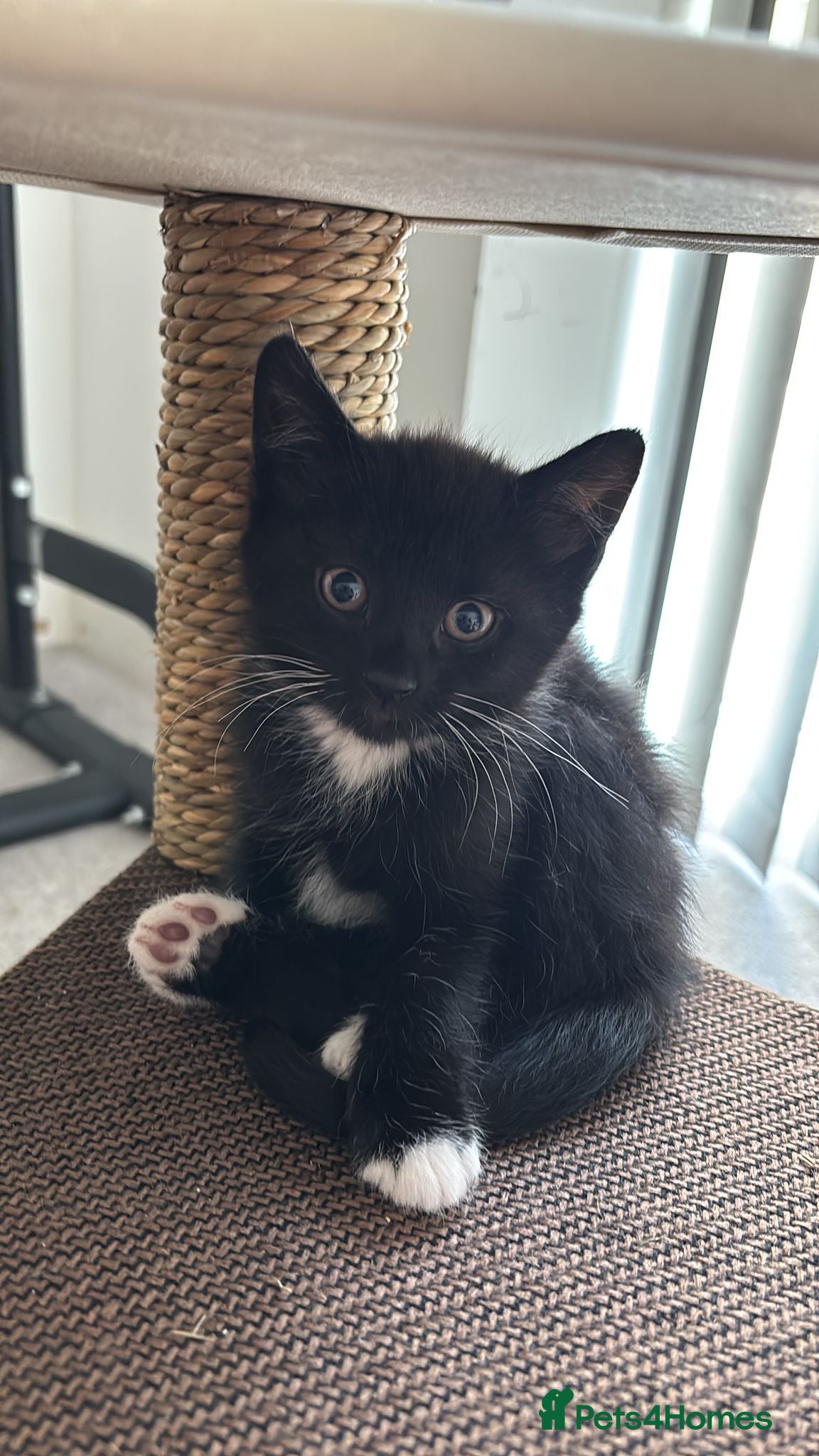 Mixed Breed cats for sale: Healthy kittens for sale  - Advert 10