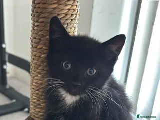 Mixed Breed cats Healthy kitten for sale - Advert 1
