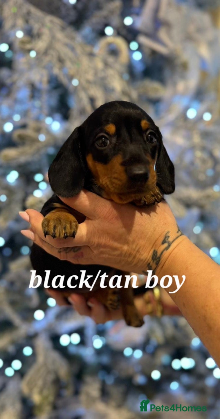 Miniature Dachshund dogs 🌟Beautiful Miniature Dachshund✨️s  - Advert 3