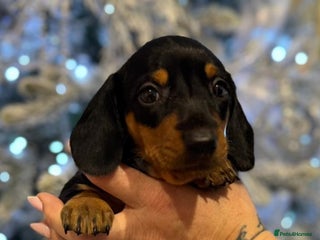 Miniature Dachshund dogs 🌟Beautiful Miniature Dachshund✨️s - Advert 6