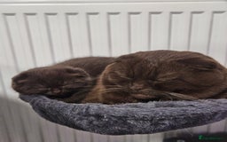 Scottish Fold cats for sale: SF 2 males available  - Image 21