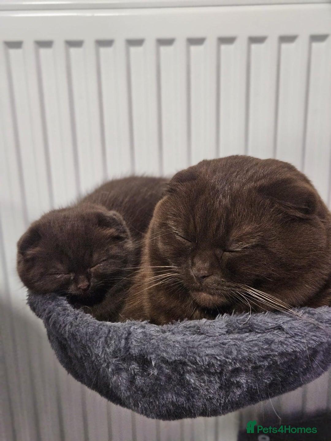Scottish Fold cats for sale: SF 2 males available  - Image 21