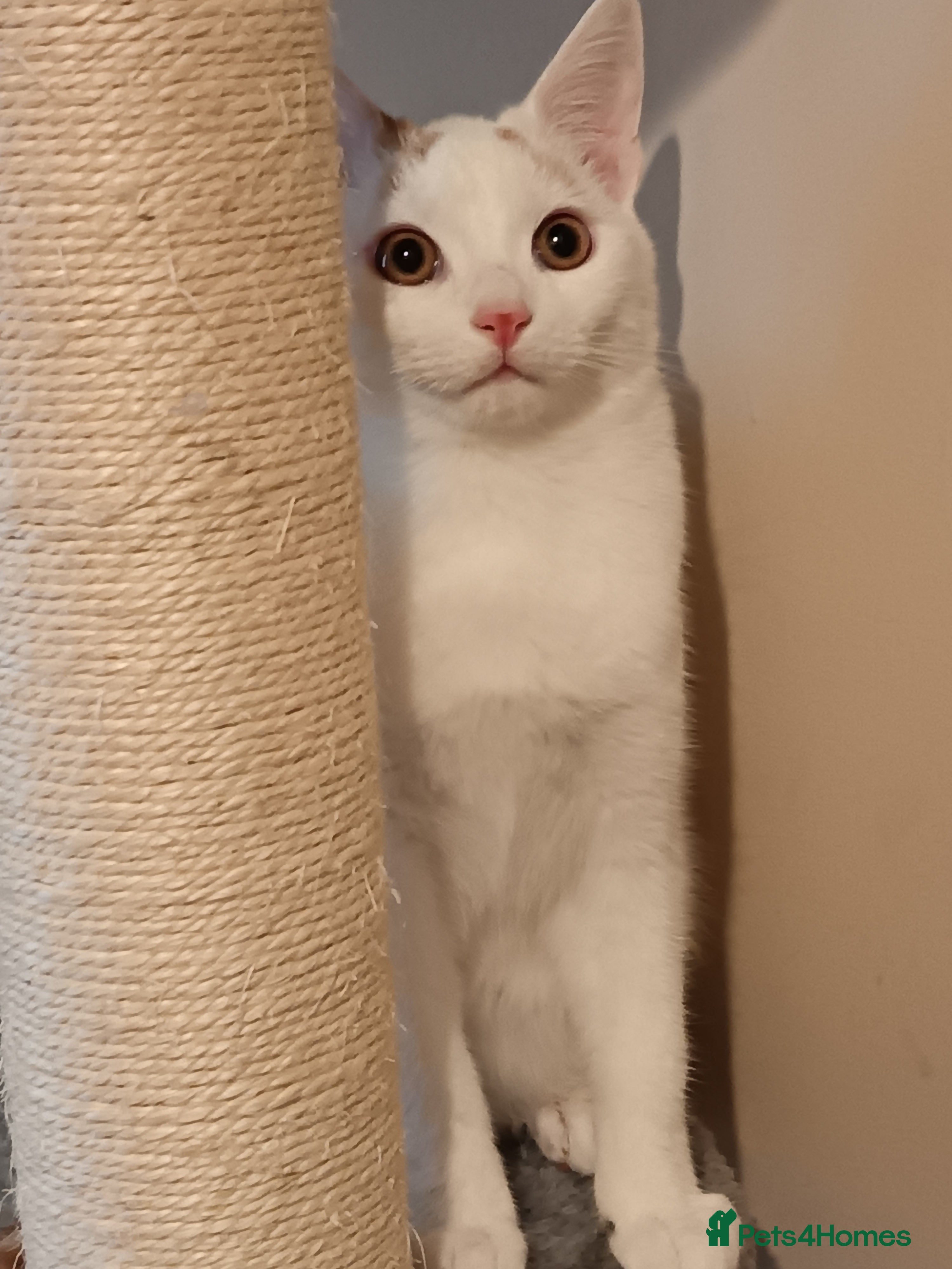 Turkish Van cats Turkish van male kitten  - Advert 4