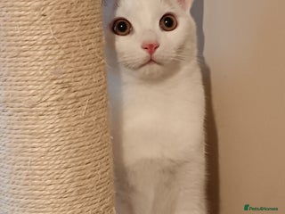 Turkish Van cats Turkish van male kitten - Advert 4