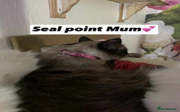 Ragdoll cats for sale: Pure breed Ragdolls  - Image 4