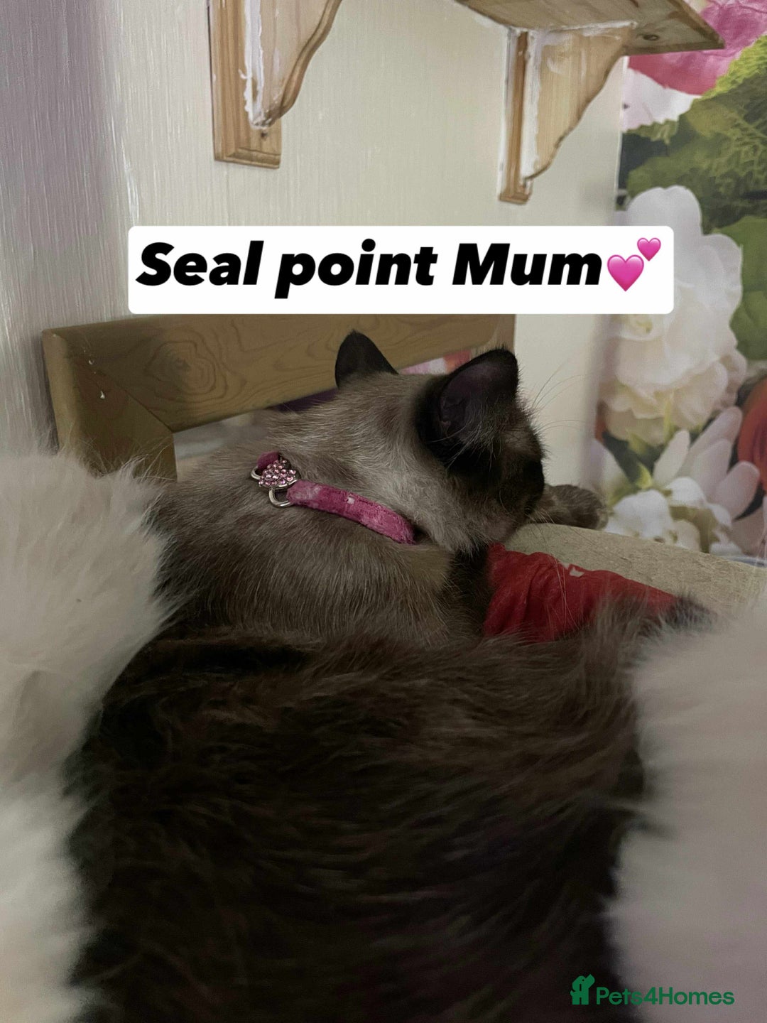 Ragdoll cats for sale: Pure breed Ragdolls  - Image 4
