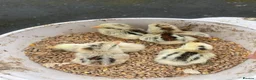 Chickens poultry for sale: High Quality Serama Bantam - Advert 13