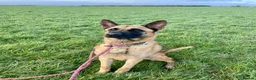 Mixed Breed dogs for adoption: 🐾 Cedric – Stunning, Loyal Boy - Advert 1