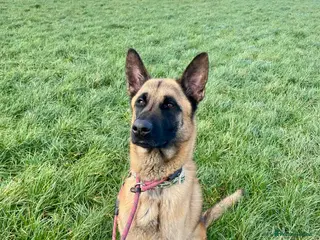Mixed Breed dogs 🐾 Cedric – Stunning, Loyal Boy - Advert 4