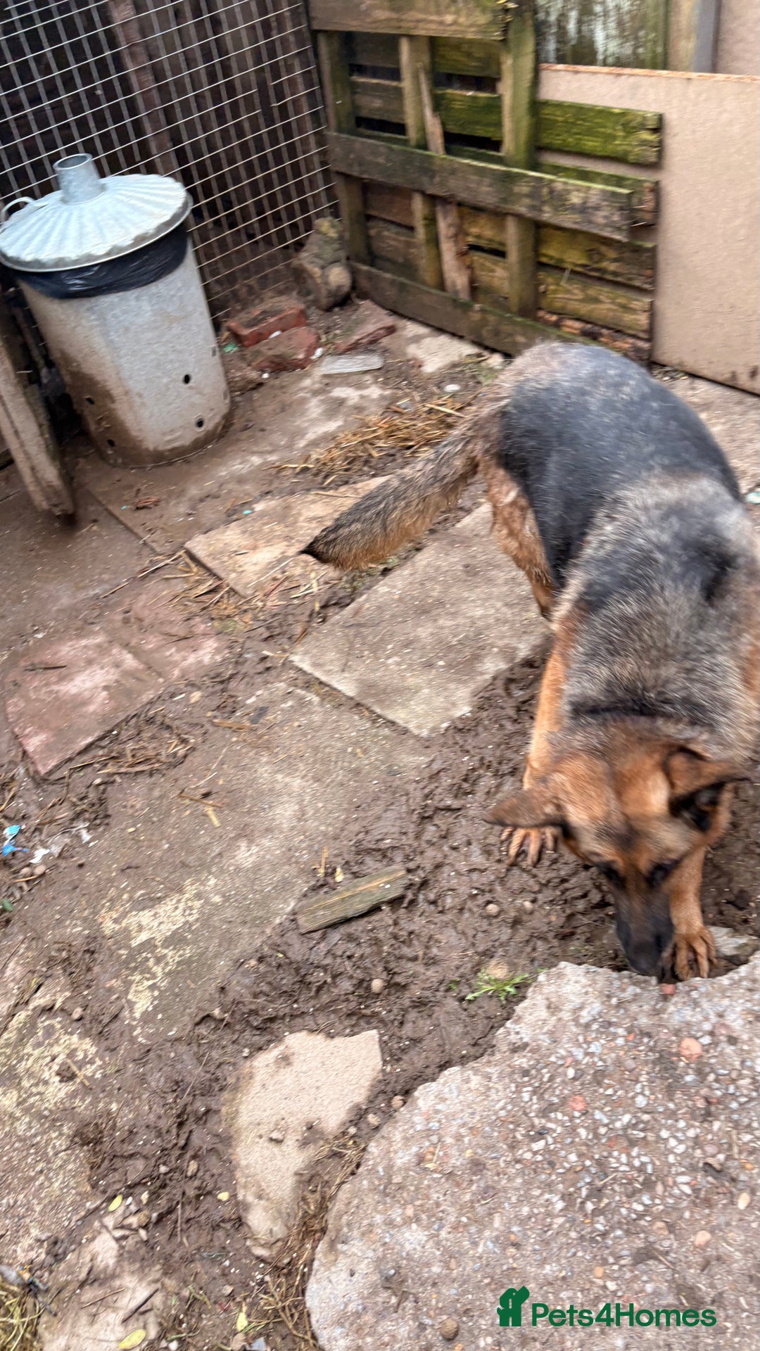 German Shepherd dogs for sale: German shepherd  - Advert 2