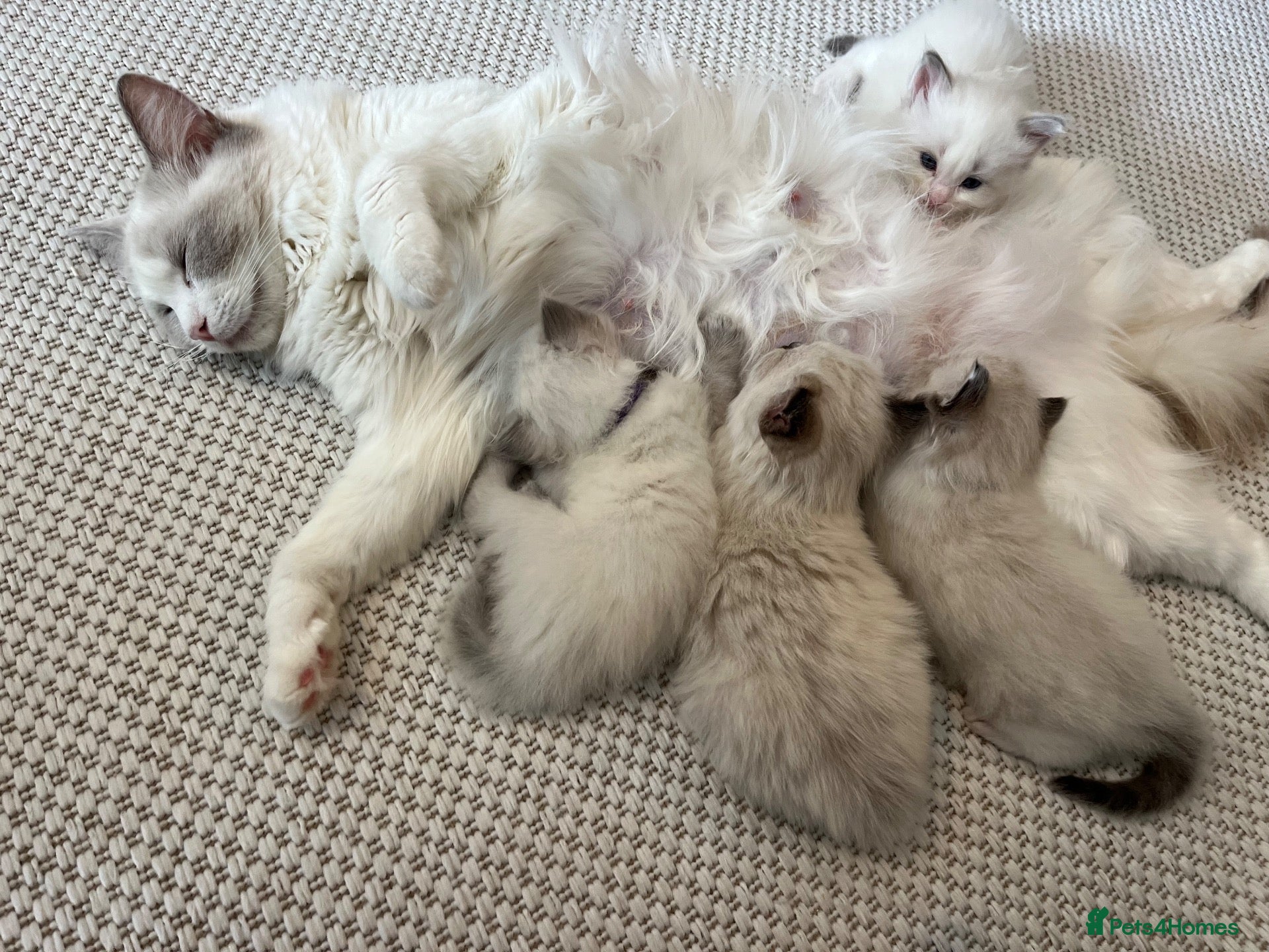 Ragdoll cats Pure ragdoll kittens sake London - Advert 2