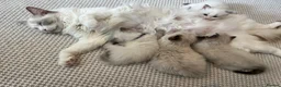 Ragdoll cats for sale: Pure ragdoll kittens sake London - Advert 2