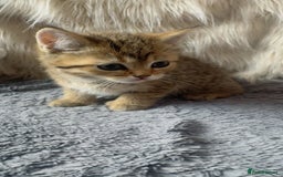Mixed Breed cats for sale: Beautiful kittens in Leicester - Image 15
