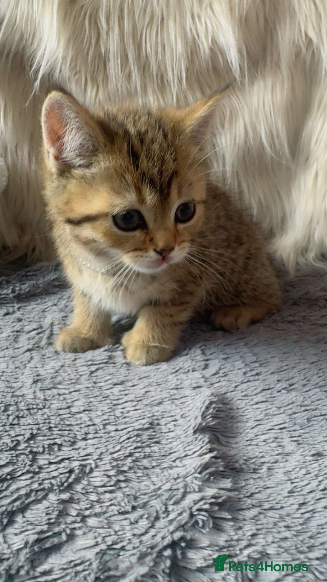 Mixed Breed cats for sale: Beautiful kittens in Leicester - Image 15