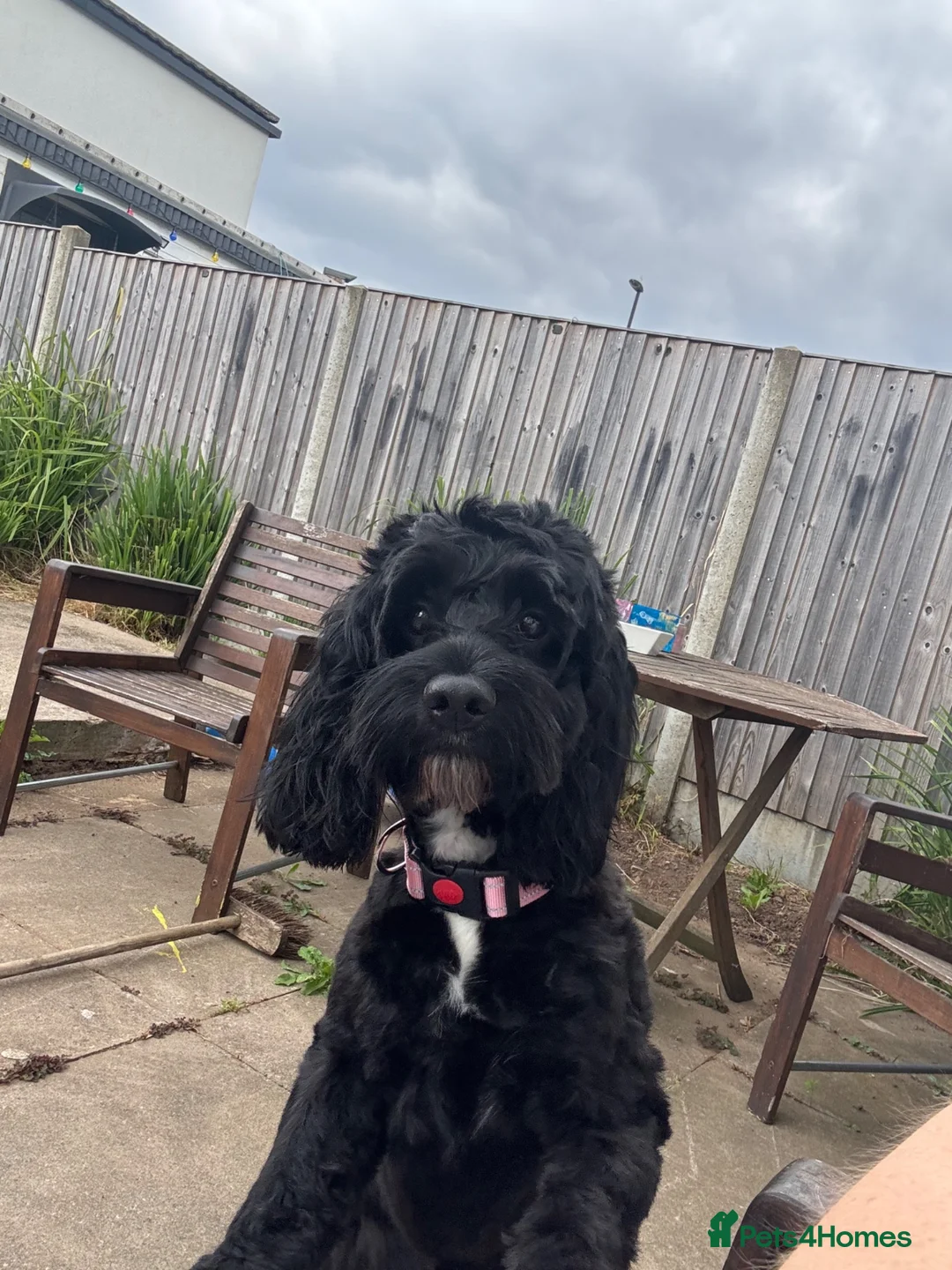 Cockapoo dogs for sale: 2x cockapoo puppies - Advert 7