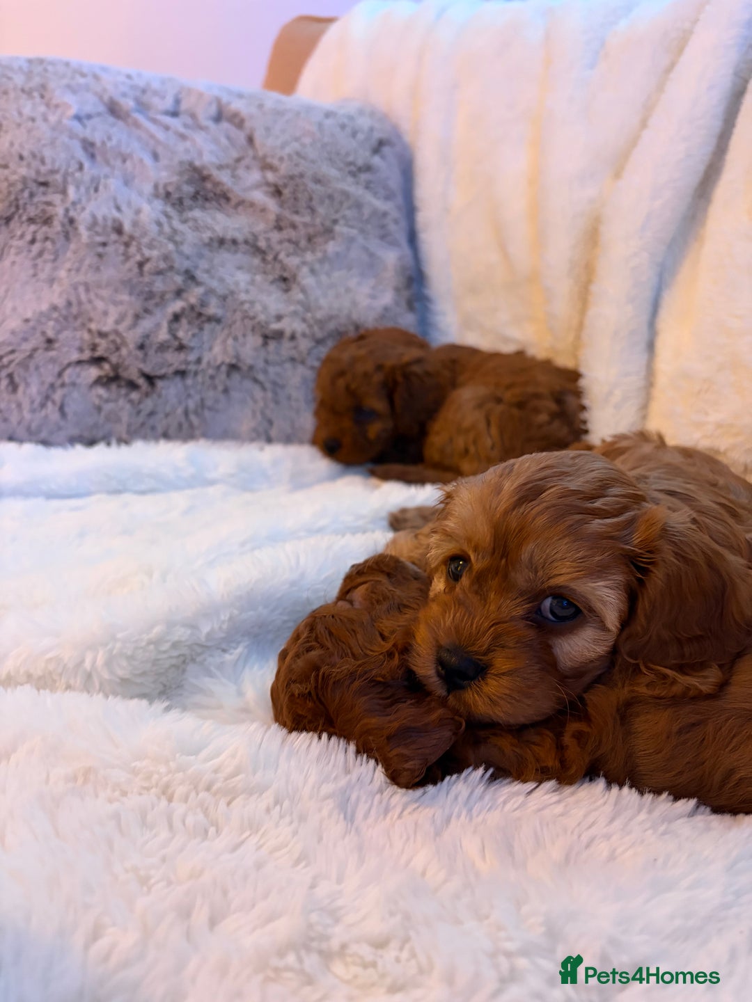 Cavapoo dogs for sale: Female Cavapoo  - Advert 8
