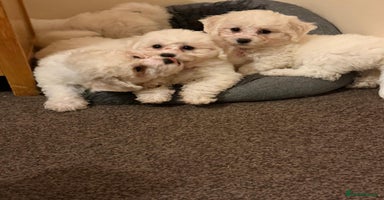 Bichon Frise dogs - Advert 1