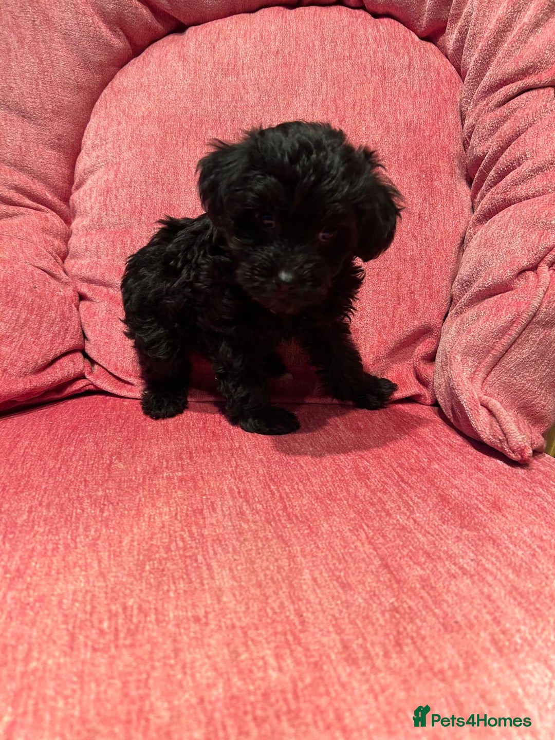 Yorkiepoo dogs for sale: Gorgeous F1 Yorkipoo puppies - Advert 3