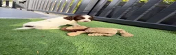 English Springer Spaniel dogs for sale: Cheeky Springer Spaniel Pups  in Wrexham - Advert 6