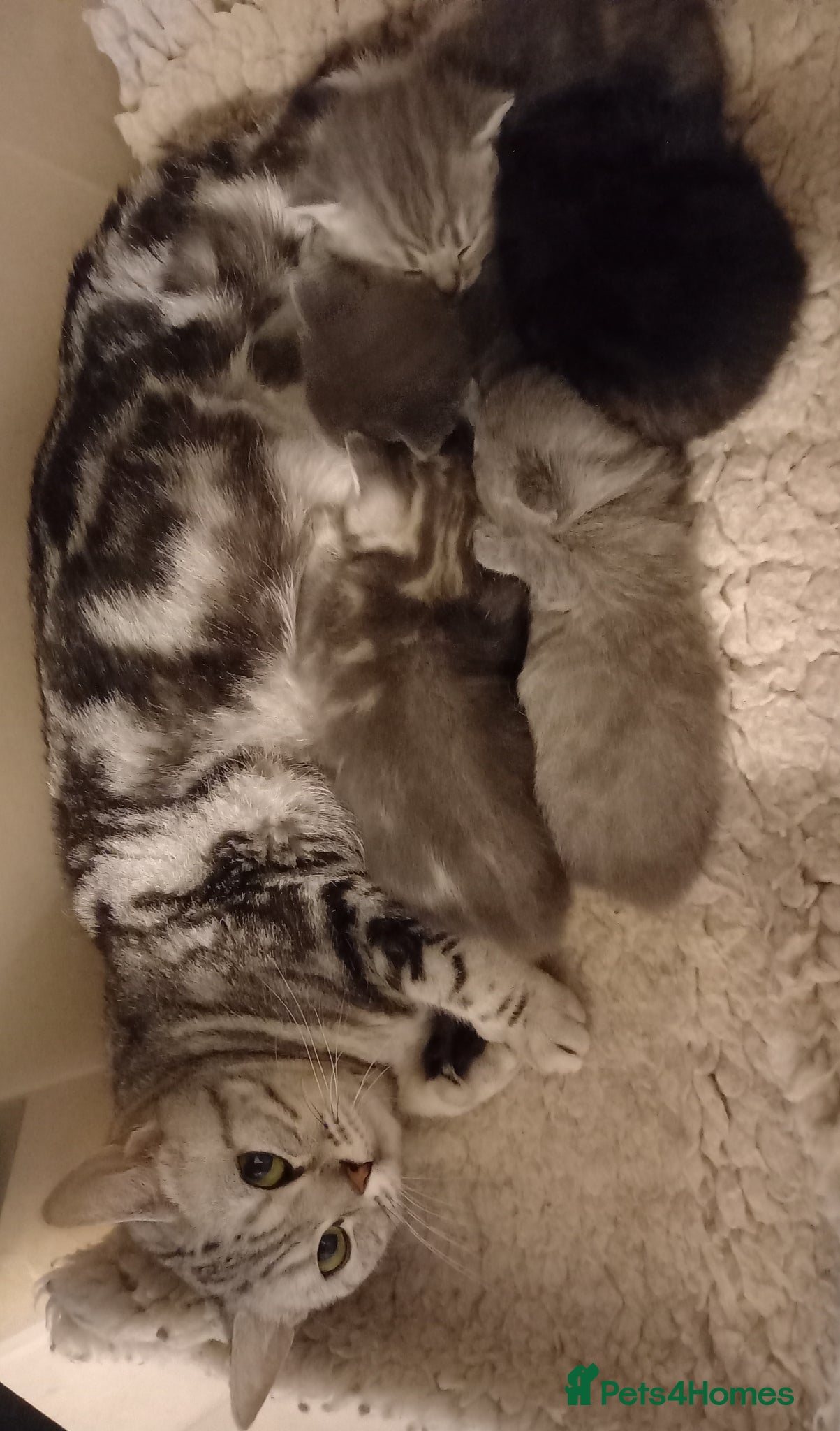 British Shorthair cats Super GCCF registered kittens  - Advert 2
