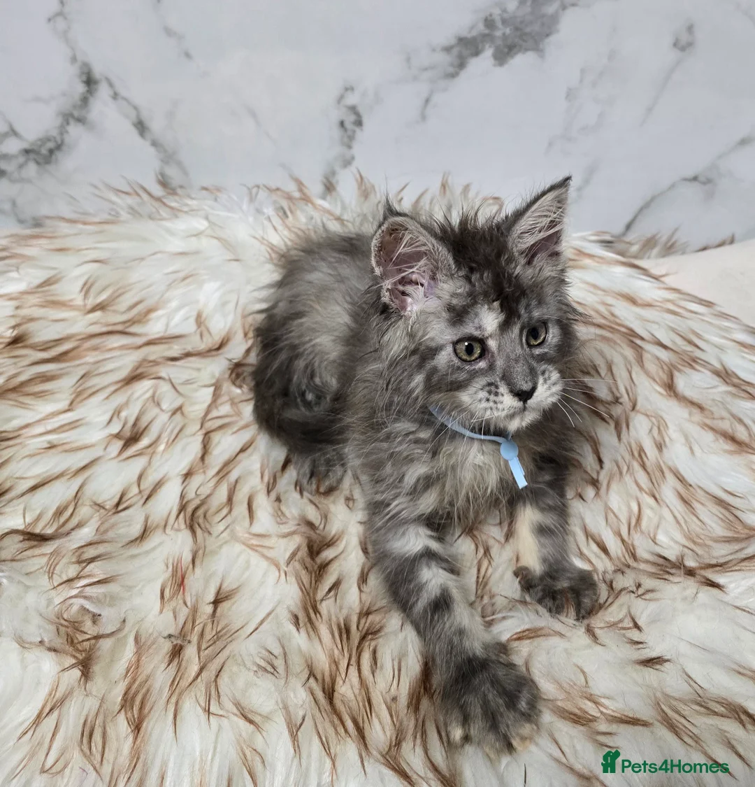 Maine Coon cats for sale: 4x Kittens MaineCoon Tica Registred  - Advert 7