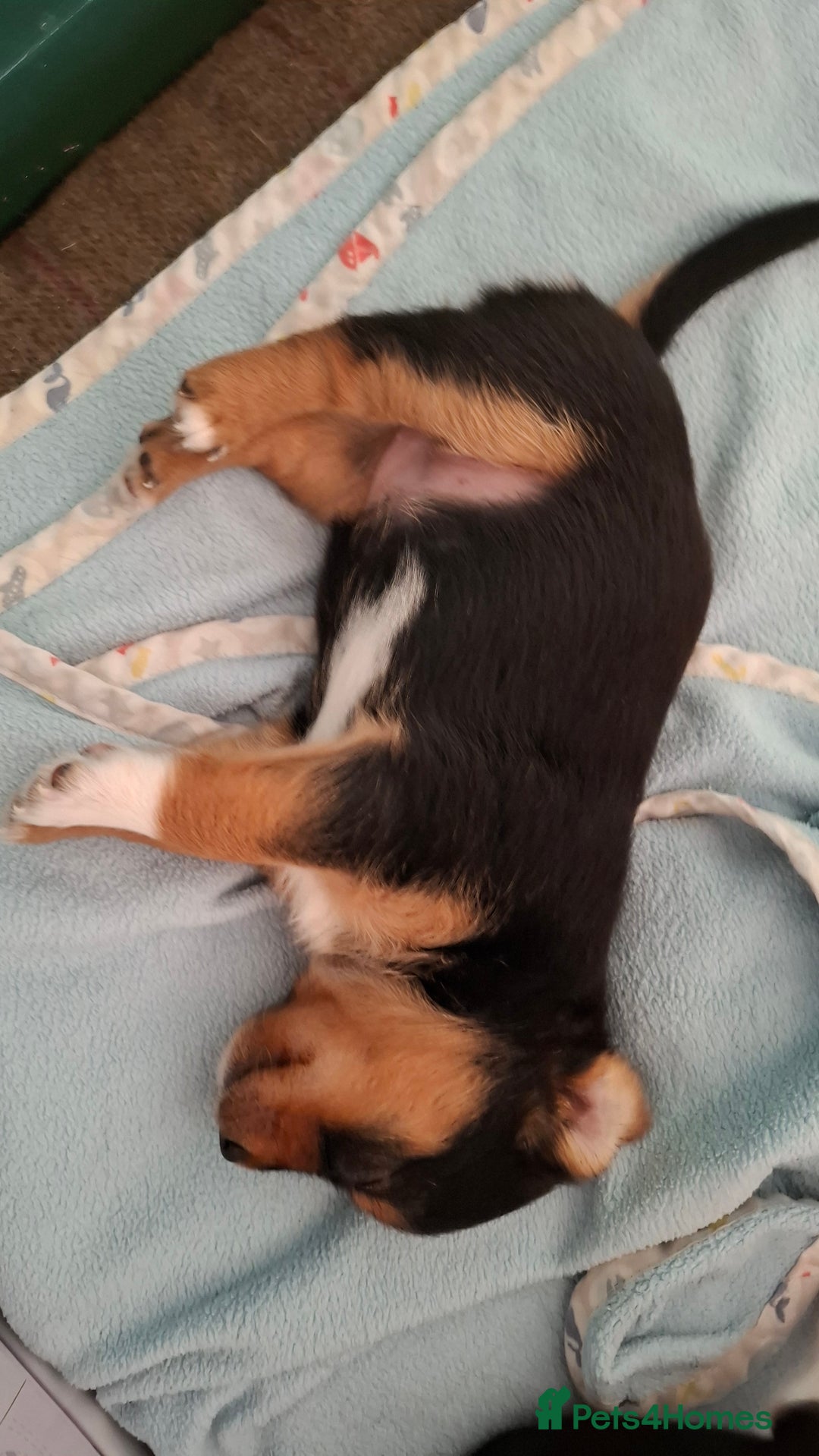Jack Russell dogs for sale: Beautiful little Jack Girls  - Image 9