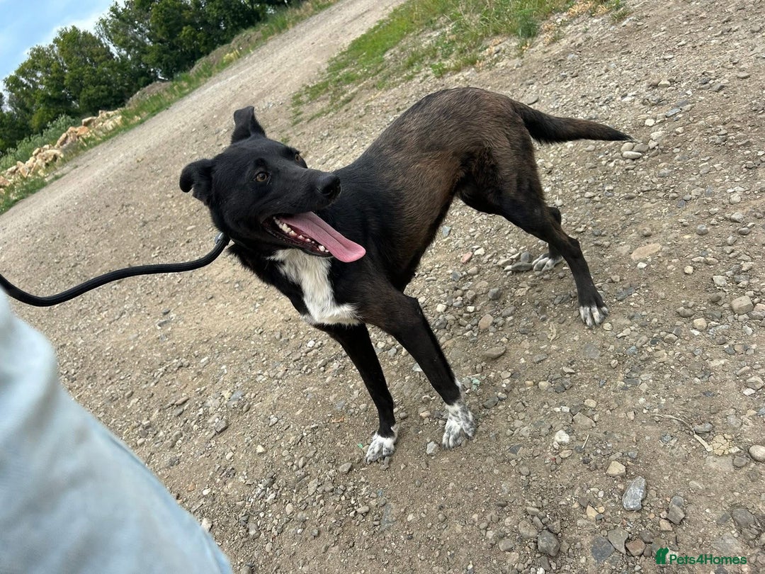 Mixed Breed dogs for adoption: Bethany -Norwich Norfolk  - Image 5