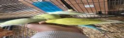 Budgerigars birds for sale: Semi to tame baby Budgies  - Advert 14