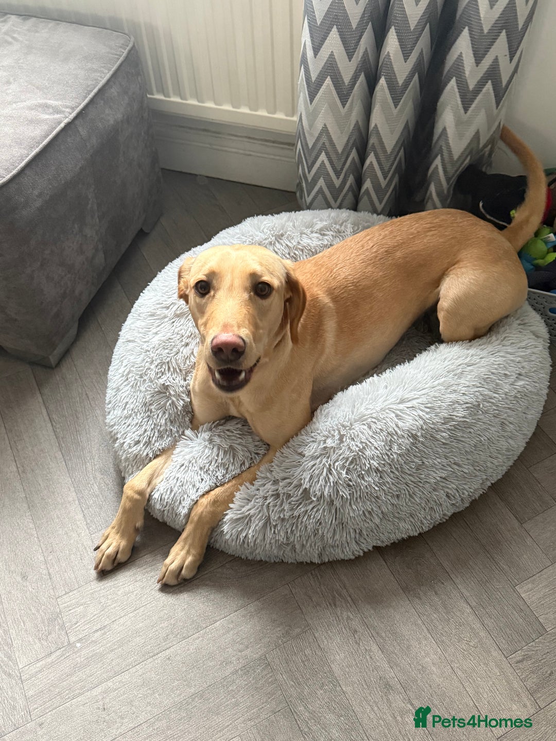 Mixed Breed dogs for sale: Luna female  - Advert 2