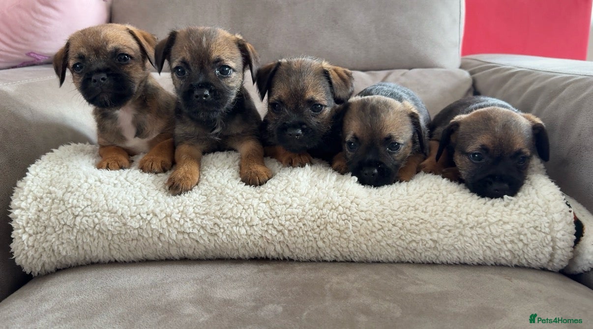 Border Terrier dogs Gorgeous KC registered border terrier puppies  - Advert 1