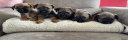 Border Terrier dogs for sale: Gorgeous KC registered border terrier puppies  in Cleckheaton - Advert 1